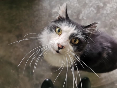 Best friends for adoption at the SPCA