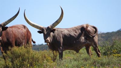Vee- en wildveiling, Lasarus Game Farm