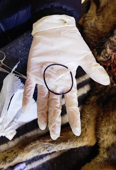 Conville dog dies cruel death