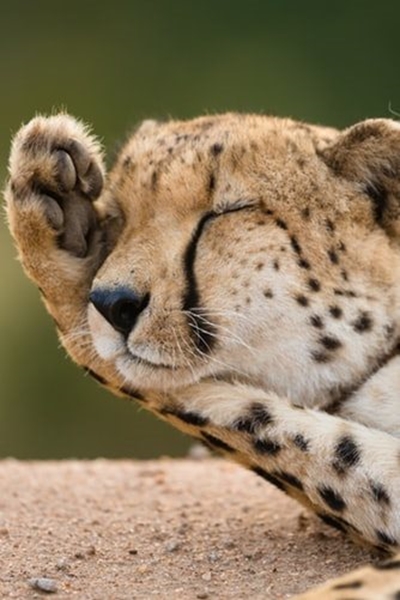 10 endangered animals in South Africa