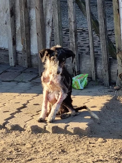 Teamwork saves dog from torturous death