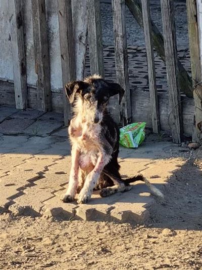 Teamwork saves dog from torturous death
