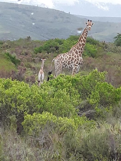 Stork visits fellow long neck in Plett