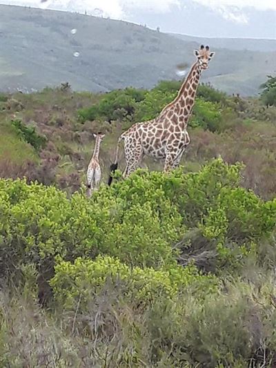 Stork visits fellow long neck in Plett