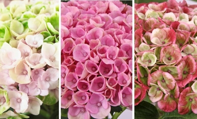 The changing colours of hydrangeas