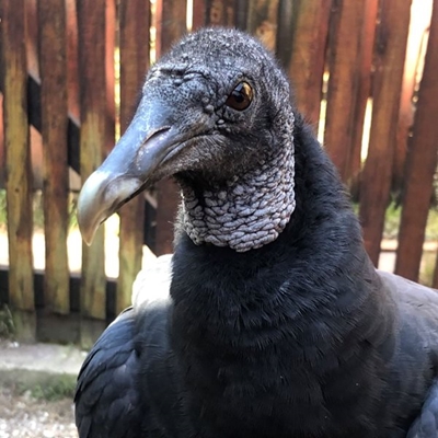 Birds stolen from Raptor Rescue Plett