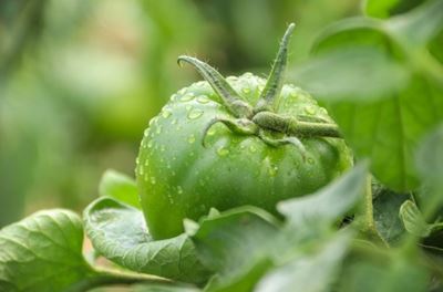 Best companion plans for tomatoes