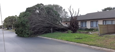 Boom van 1988 ontwortel in stormsterk wind