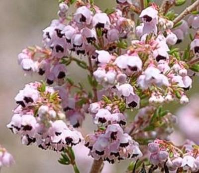 Get easy-to-grow Ericas at botanical garden