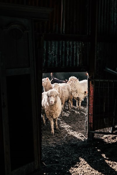 Consumer resistance driving down mutton, lamb prices