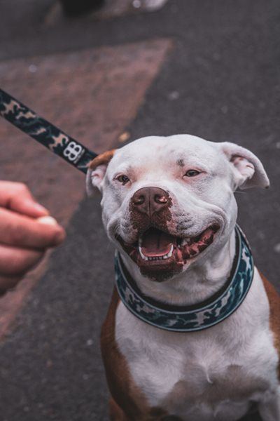 Aberdeen-man deur sy eie hond doodgebyt
