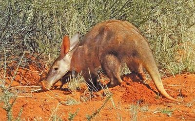Why aardvark numbers are dwindling in the Kalahari