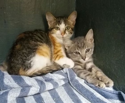Adorable kittens in need of loving homes