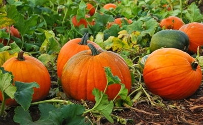 Why pumpkins need space to grow