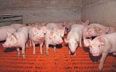 SA successfully negotiates resumption of most agri exports