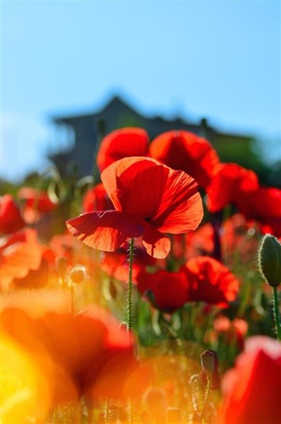 Armistice Sunday service hosted this weekend 