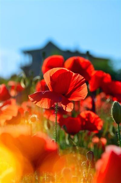 Armistice Sunday service hosted this weekend 
