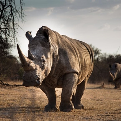 SA records decline in rhino poaching