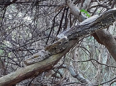 What to do if you encounter a snake