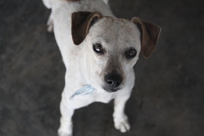 Adopt a pet from the SPCA