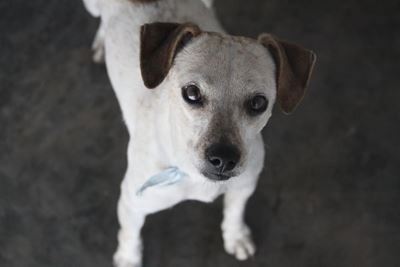 Adopt a pet from the SPCA