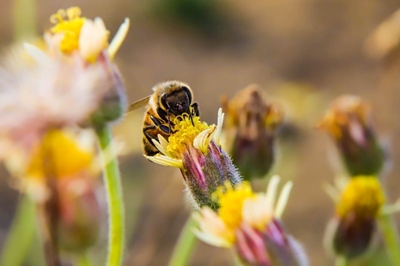 The unique pollination strategies of plants ensure their survival