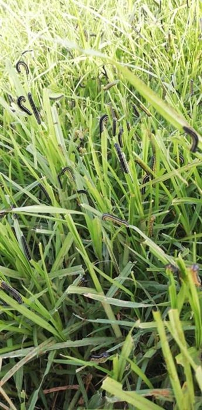Armyworms march into Karoo pastures