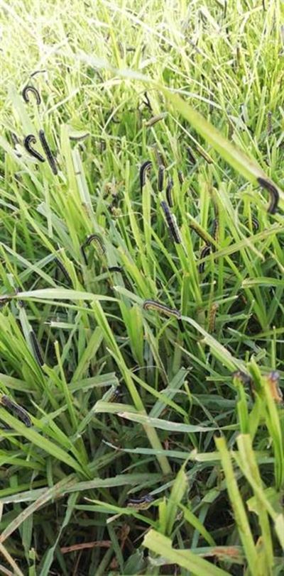 Armyworms march into Karoo pastures