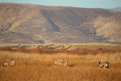 Animals to be culled
