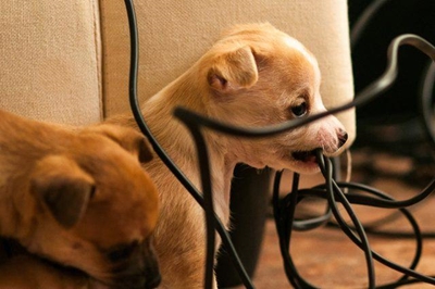 Prepare your home for a new pet