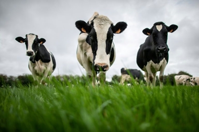 Foot-and-mouth disease spreads to four feedlots in Limpopo