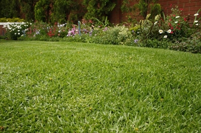 Water-wise lawns: Lawn of the future