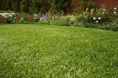 Water-wise lawns: Lawn of the future