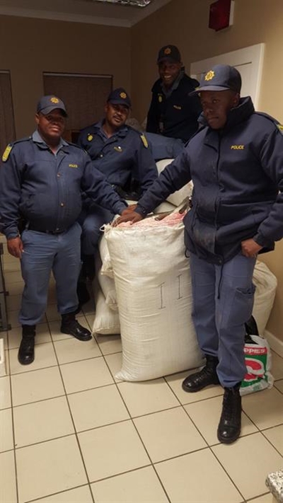 Plett dagga busts worth millions