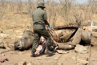 Four Kruger National Park rhinos killed in two weeks