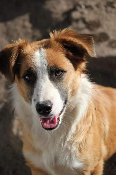 Dogs for adoption at Odin