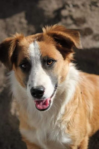 Dogs for adoption at Odin
