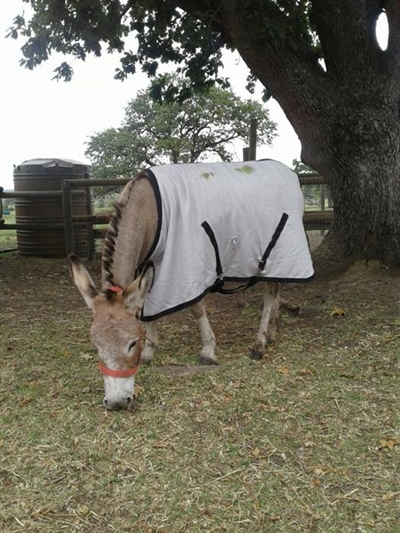 Update: Donkey stabbed 12 times