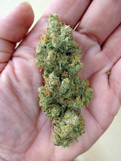Woman arrested for 1kg of dagga