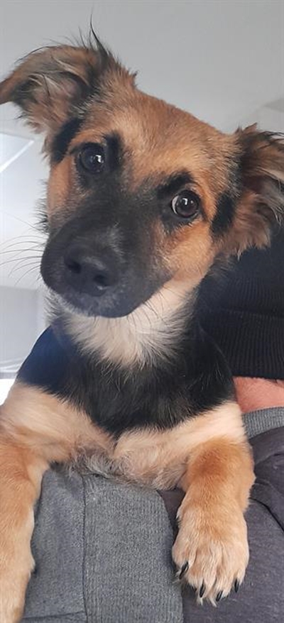 Adopt from Odin