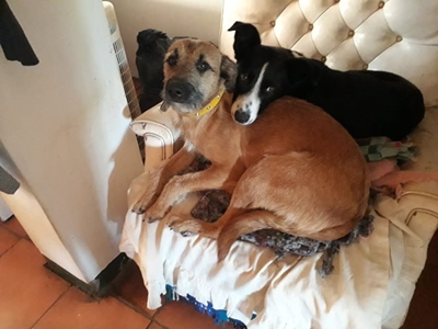 Tessa en Benji soek 'n liefdevolle huis
