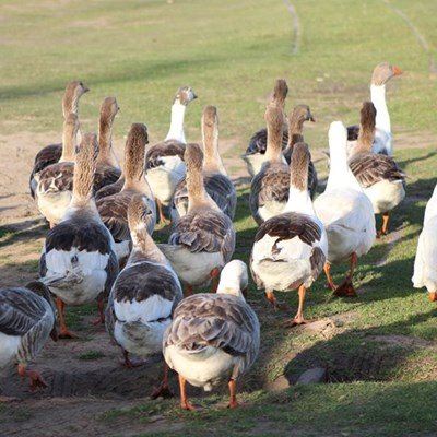 Fate of Great Brak geese to be reassessed in 2024