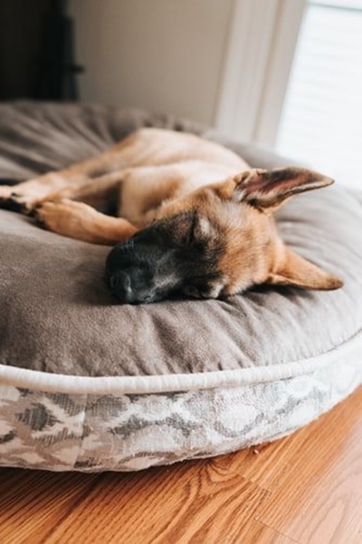 First-aid kit checklist for pets