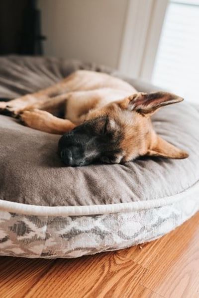 First-aid kit checklist for pets