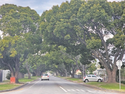 George needs bigger tree canopy