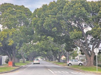 George needs bigger tree canopy