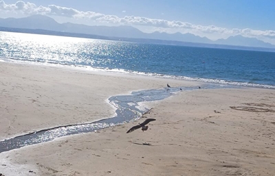 Two seagulls rewilded at Santos Beach