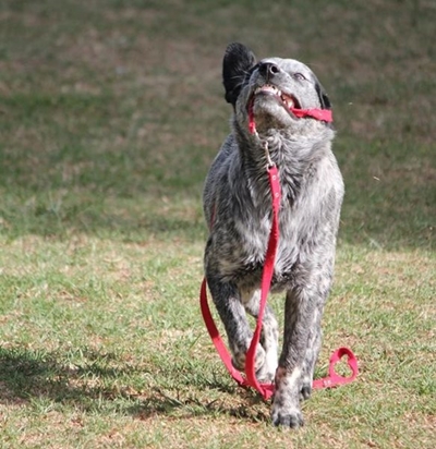 Bric-a-brac for barks