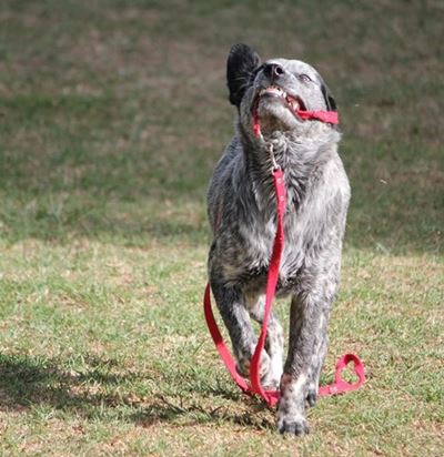 Bric-a-brac for barks