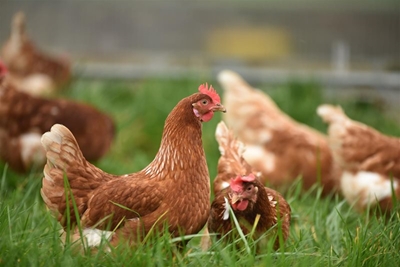 Here are the economic and social impacts of bird flu
